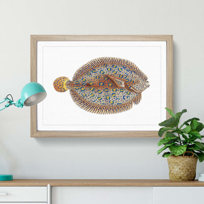 Argus Flounder Fish by George Shaw - Picture Frame Painting