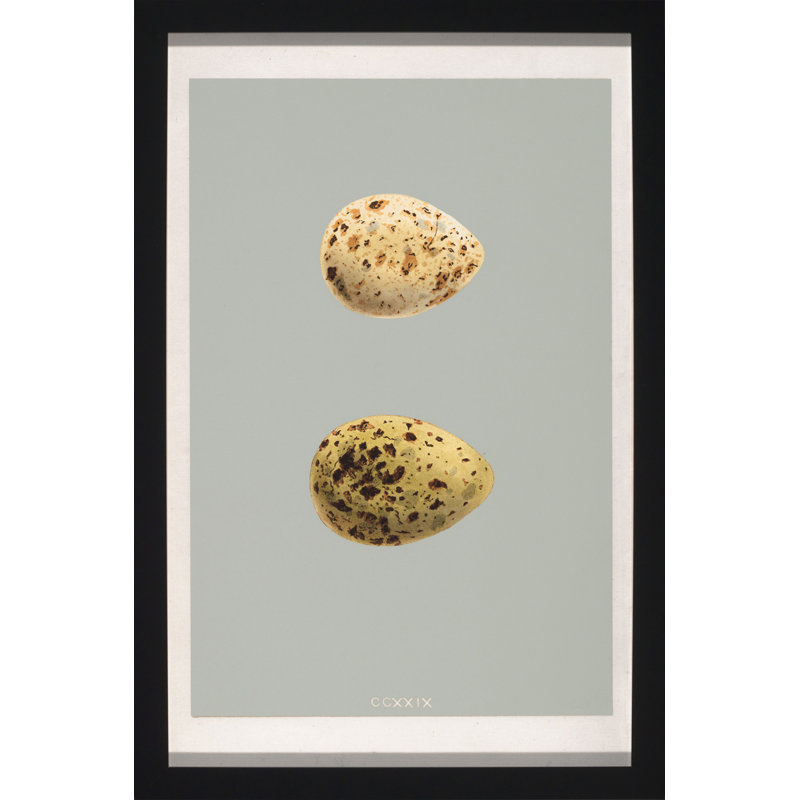 Classic Egg Study 3 Print