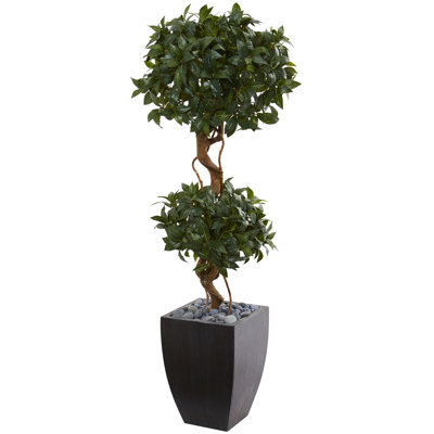 Sweet Bay Double Topiary Tree in Planter