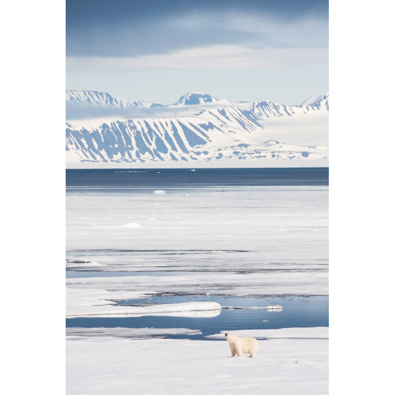 Polar Bear On Arctic Sea Ice by Nailzchap - No Frame Print on Canvas, 30cm H x 20cm W