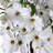 Southern Dogwood Bundle-889978378