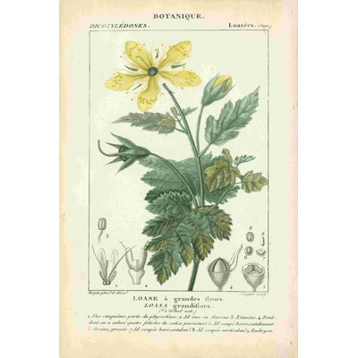 Étude botanique en jaune IV