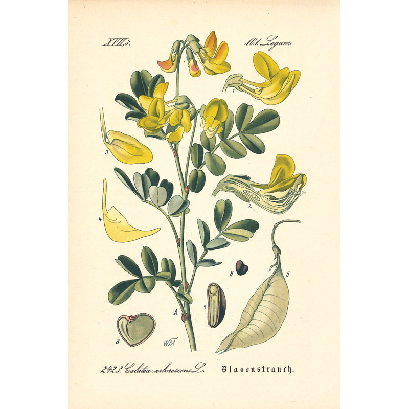 Vintage Botanical Seed Pods - Wrapped Canvas Print, 81cm H x 122cm W x 3.8cm D