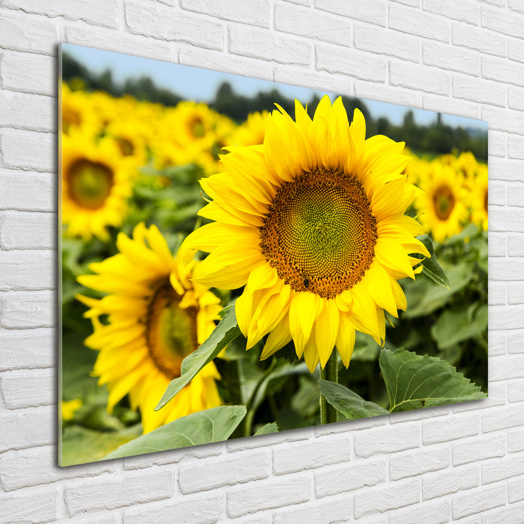 Glasbild Field Of Sunflowers