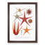 Selection of Starfish by Albert I - Picture Frame Painting Print-55619076-55619080