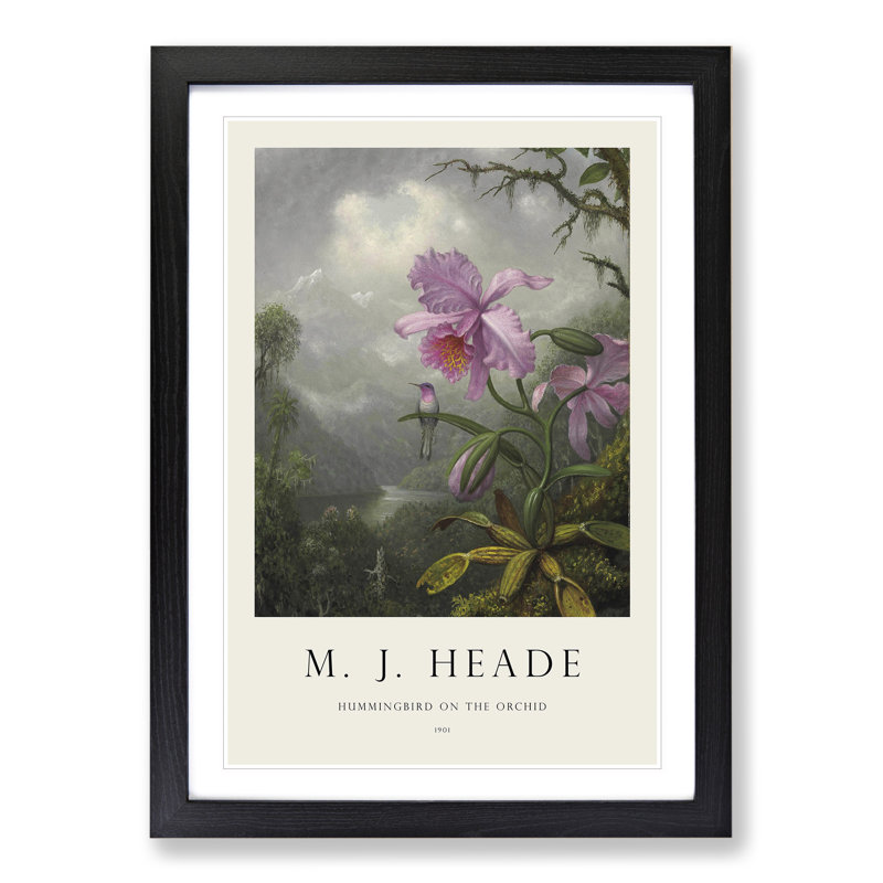 Hummingbird on the Orchid Plant by Martin Johnson Heade - Picture Frame Painting, 65cm H x 48cm W x 2cm D, Black Framed