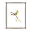 Golden Crowned Kingle Painting by Fern Cassidy-26765384-26765385