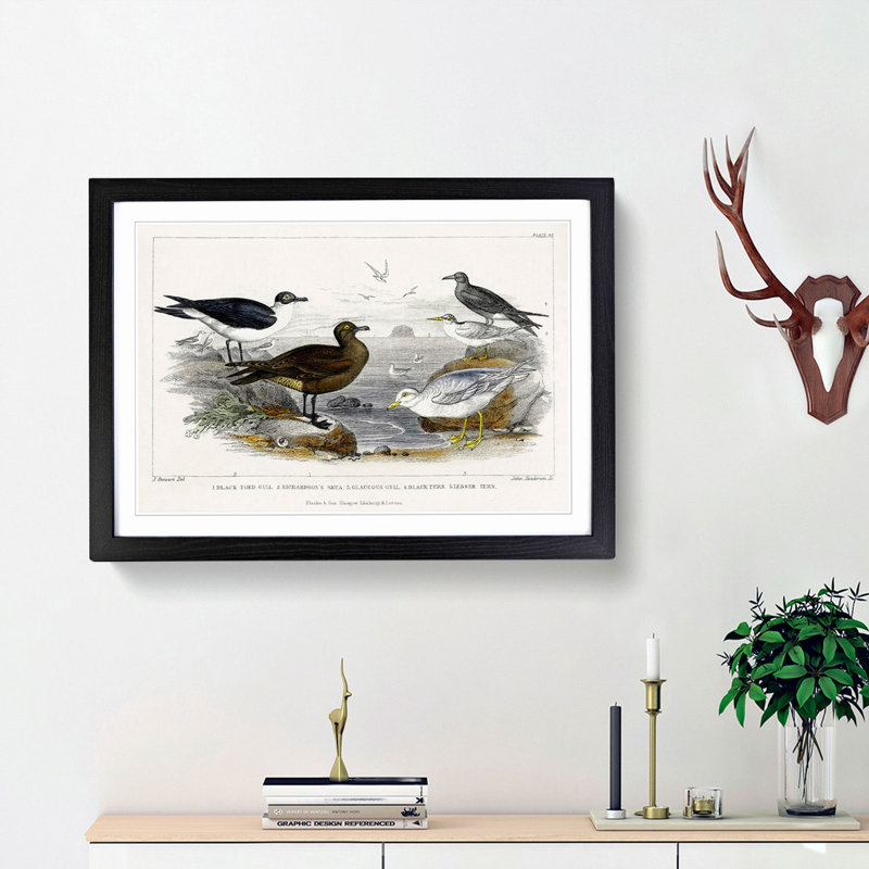 Gulls and Tern Birds by Oliver Goldsmith - Picture Frame Painting Print, 48cm H x 65cm W x 2cm D, Black Framed