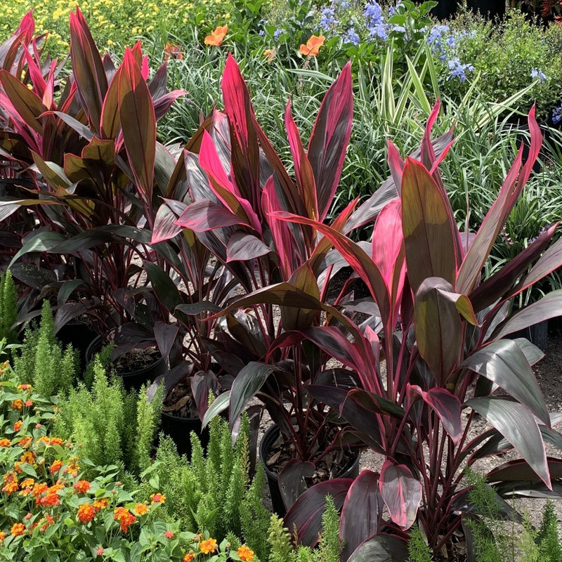 Red Sister Hawaiian Ti Cordyline Plant in 10-Inch Container
