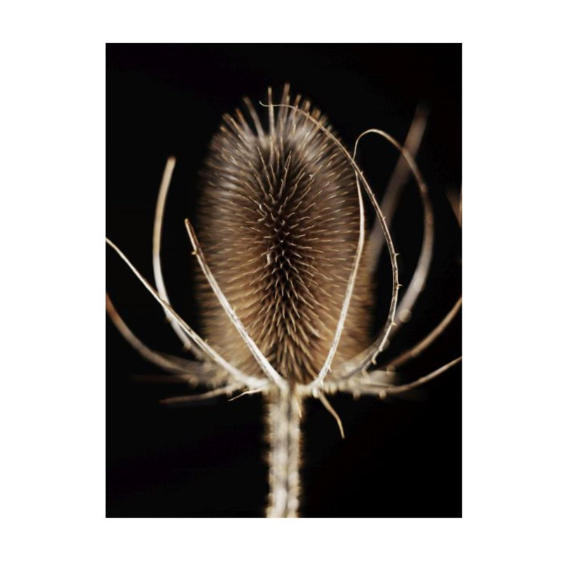 Thistle Detail I Print by Chris Dunker, 40" H x 30" W x 1.5" D, Outdoor