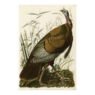 Wild Turkey by   John James Audubon - Giclee Print