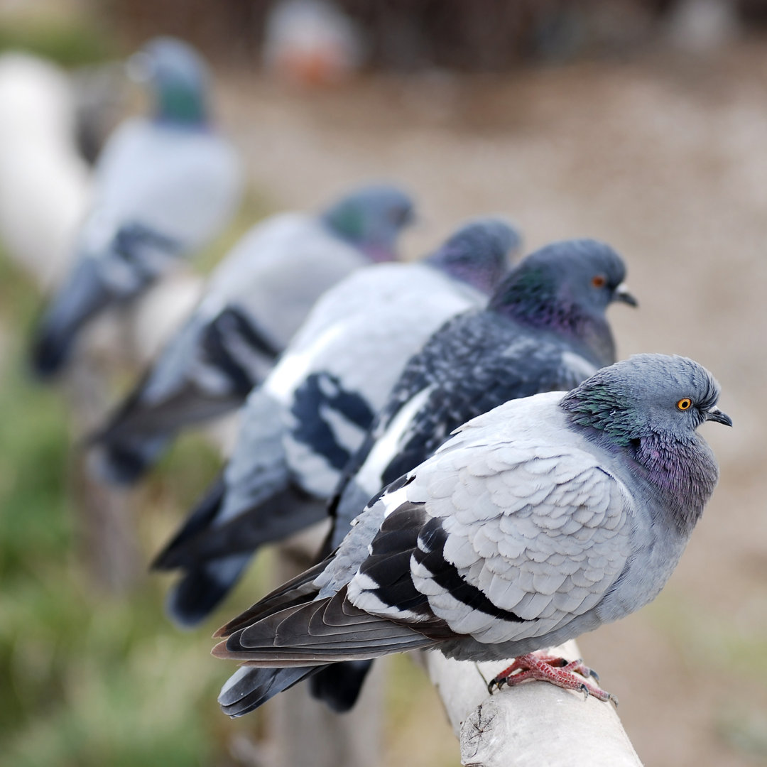 Pigeons
