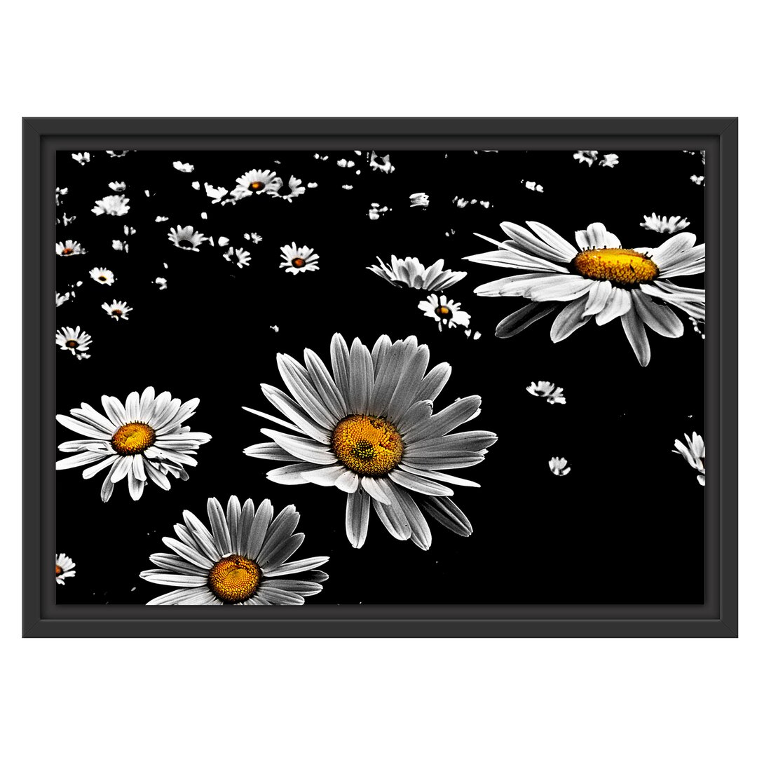 Gerahmter Fotodruck 'Tiny Daisies'