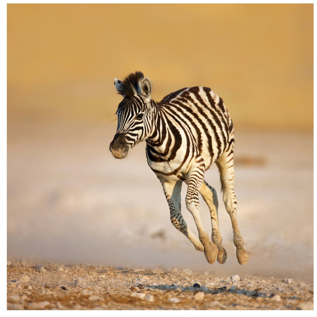 Strukturierte Fototapete Zebra Foals