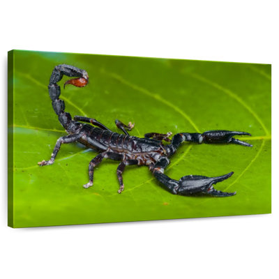 Forest Scorpion