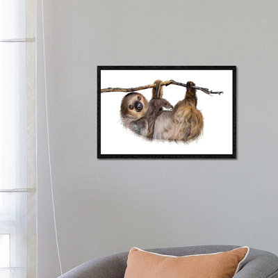 Two-Toed Sloth Hanging From Branch Isolated 1 Piece Wall Art on Canvas