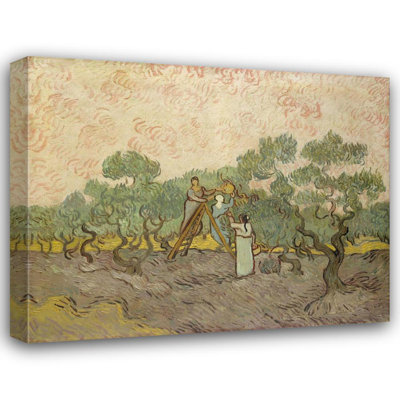 The Olive Orchard