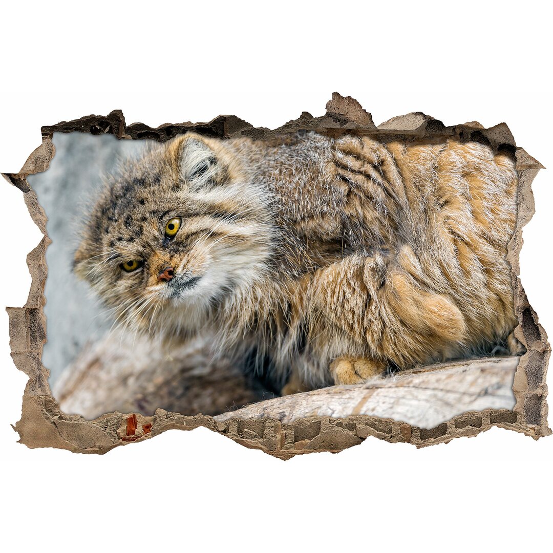 Wandtattoo Curious Pallas Cat