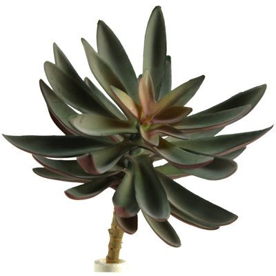 Echeveria Arrangement