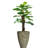 Panama Foliage Plant in Planter