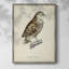 «French Owls I», reproduction encadrée - bois massif-1514311027