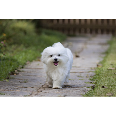 Dog Running by Kimrawicz - Wrapped Canvas Print