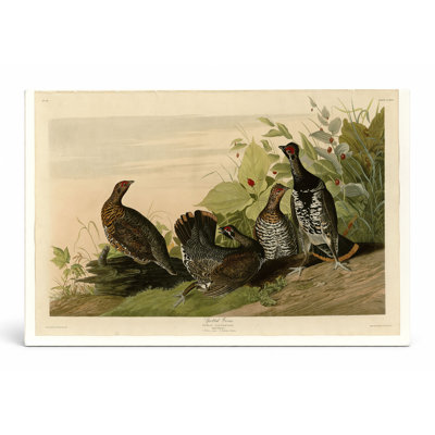 Tétras tacheté (planche 176) - Art mural sur toile paysage