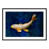 Butterfly Koi - Picture Frame Photograph on Paper 