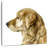 Brampt Pet Profile I