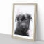 Paint Splashed Pug Dog in Abstract - Picture Frame Graphic Art Print-55735337-55735338