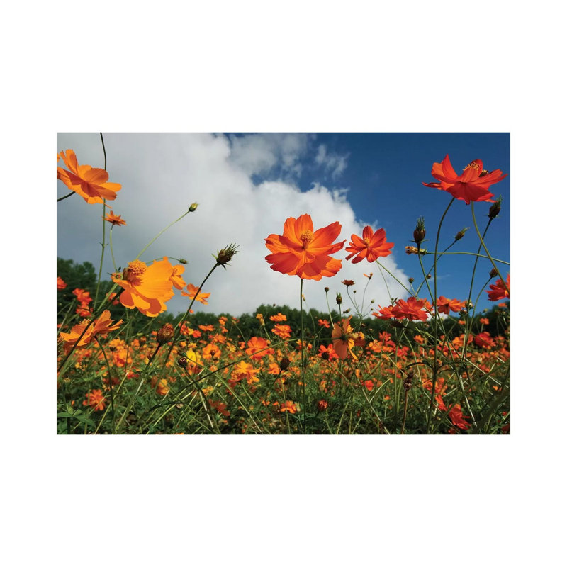 Yellow Cosmos Field in Flower, Japan 1 Piece Wrapped Canvas Wall Art, 30.48 cm H x 45.72 cm W