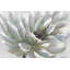 Impression sur toile de chrysanthème blanc