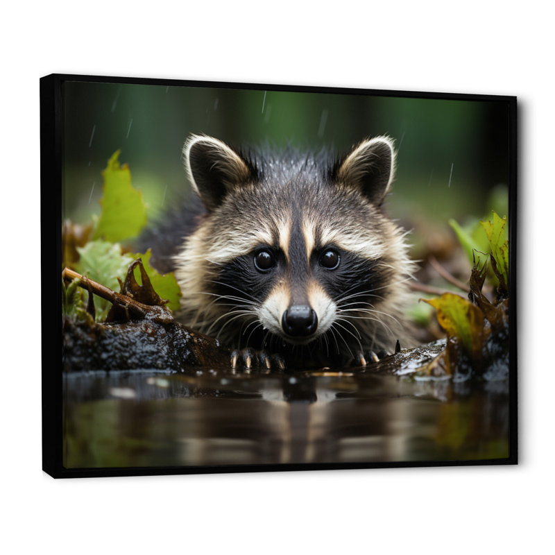 Curious Raccoon I - Animals Canvas Prints, Cadre flottant noir, H 24 po x l 32 po x P 1 po