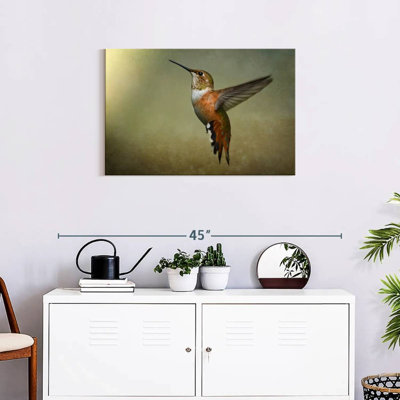 Colibri roux Brampt femelle