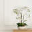 Silk Orchid Arrangement In Pot-2061129424