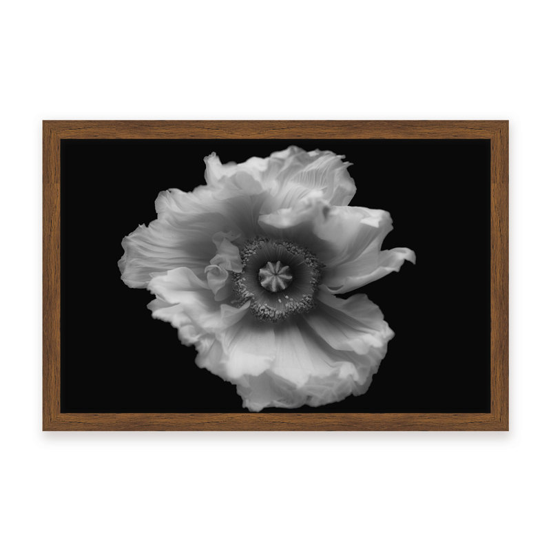 Nature Inspired Poppy in Mono by  - Picture Frame Photograph on Paper, 16" H x 24" W x 1.125" D, Framed Matted Print, Black
