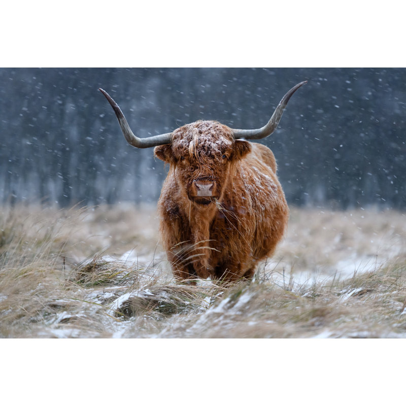 Wrapped Canvas Print, 50.8cm H x 76.2cm W