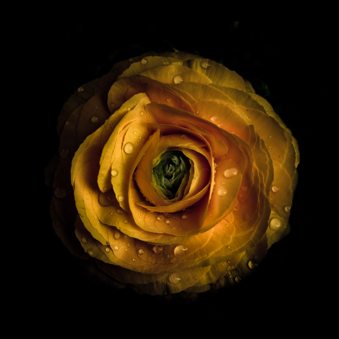 Leinwandbild Yellow Begonia II von Brian Carson