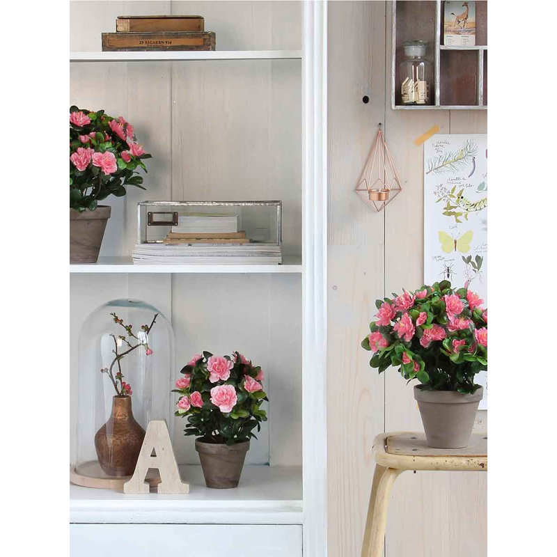 Azalea Arrangement in Pot, Grey/Pink