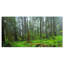 Hoh Rain Forest - reproduction de photo sur toile tendue-1655828957-1649635790