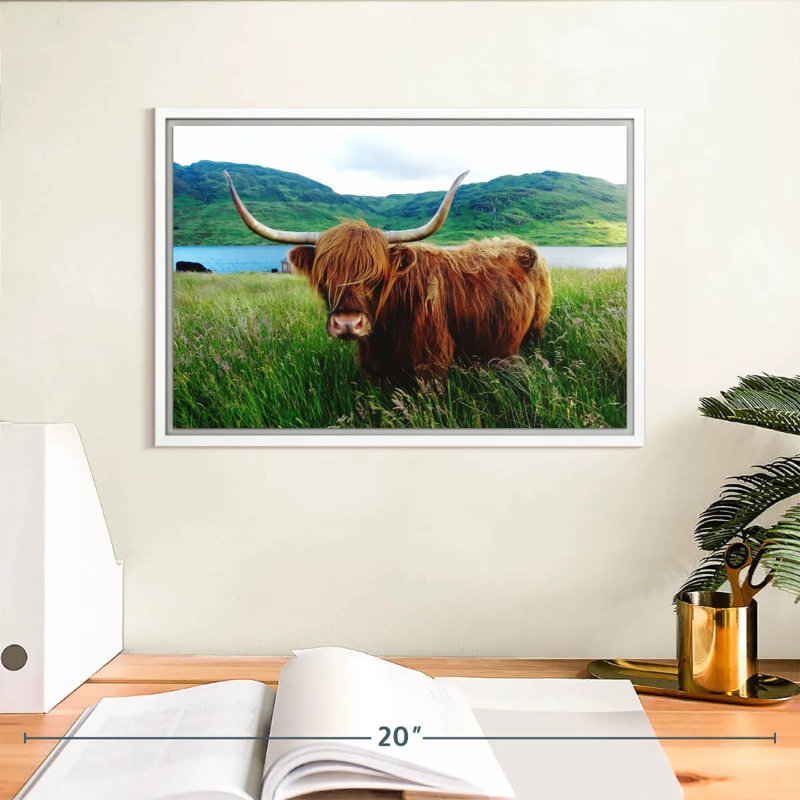 Vache Highland, Cadre flottant blanc, 13 po x 9 po