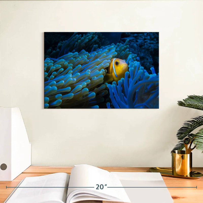 Lurking Clownfish, 8" H x 12" W