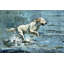 « dog splashing », reproduction sur toile tendue-1668346594