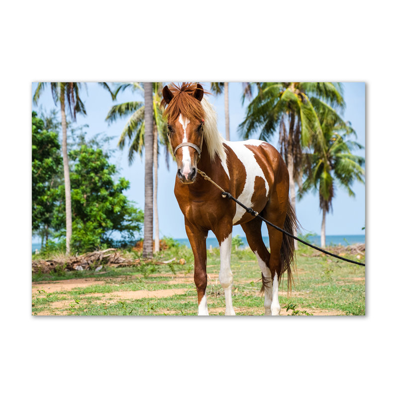 Pinto Horse - Wrapped Canvas Print