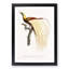 An Emperor Bird Of Paradise by Jacques Barraband - Single Picture Frame Painting-55544926-55544928