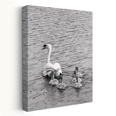 Suivez le chef - cygne bébé noir et blanc sur fond blanc