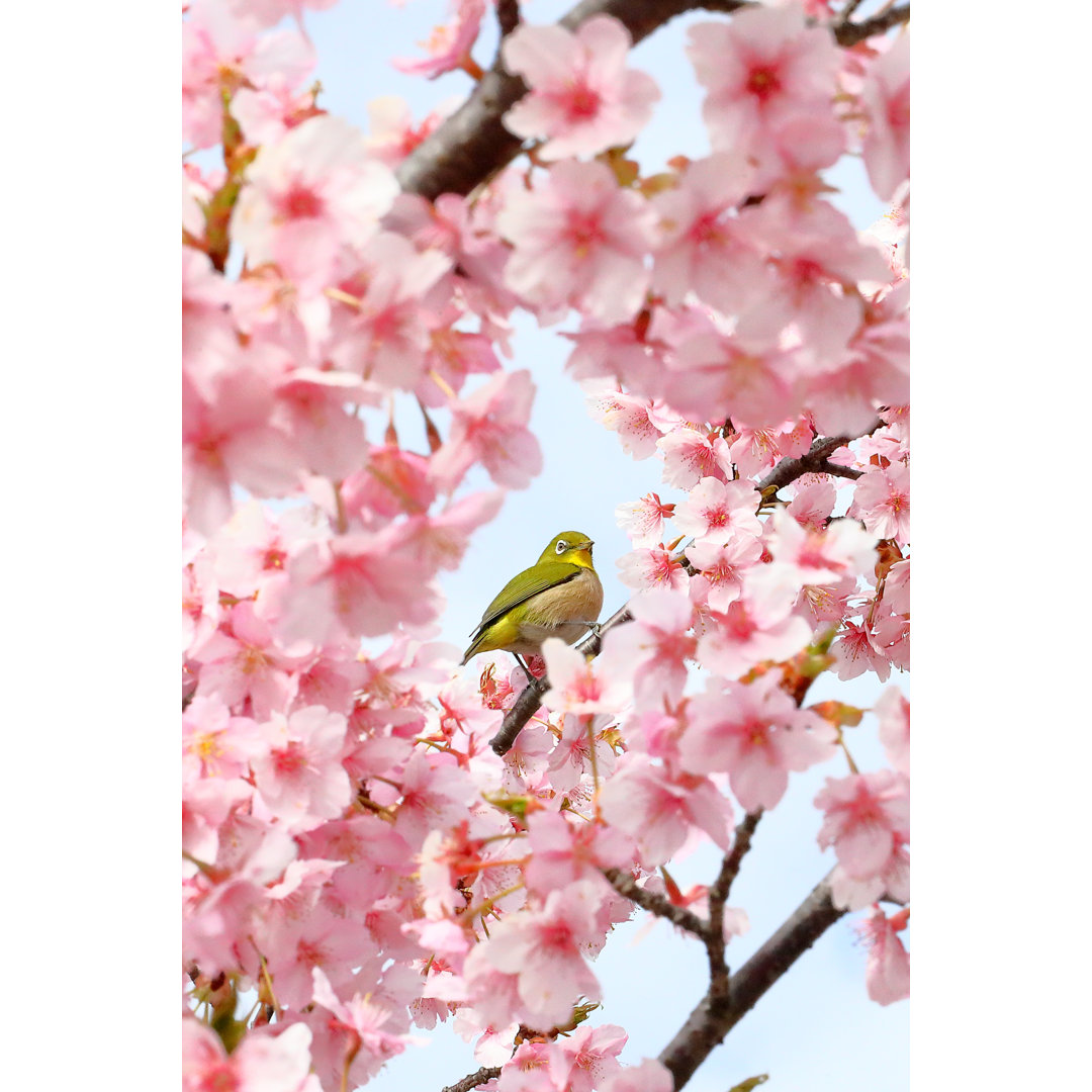 Aubervilliers Cherry Blossoms In Japan - Wrapped Canvas Print