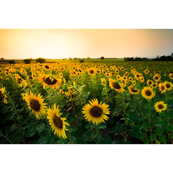 Gracie Oaks Valon Sunflowers On Canvas by Gopfaster Print | Wayfair