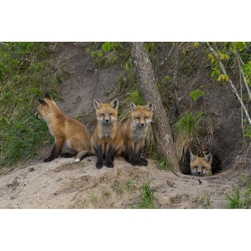Baby Foxes by SteveOehlenschlager - Wrapped Canvas Print, 20cm H x 30cm W x 3.8cm D