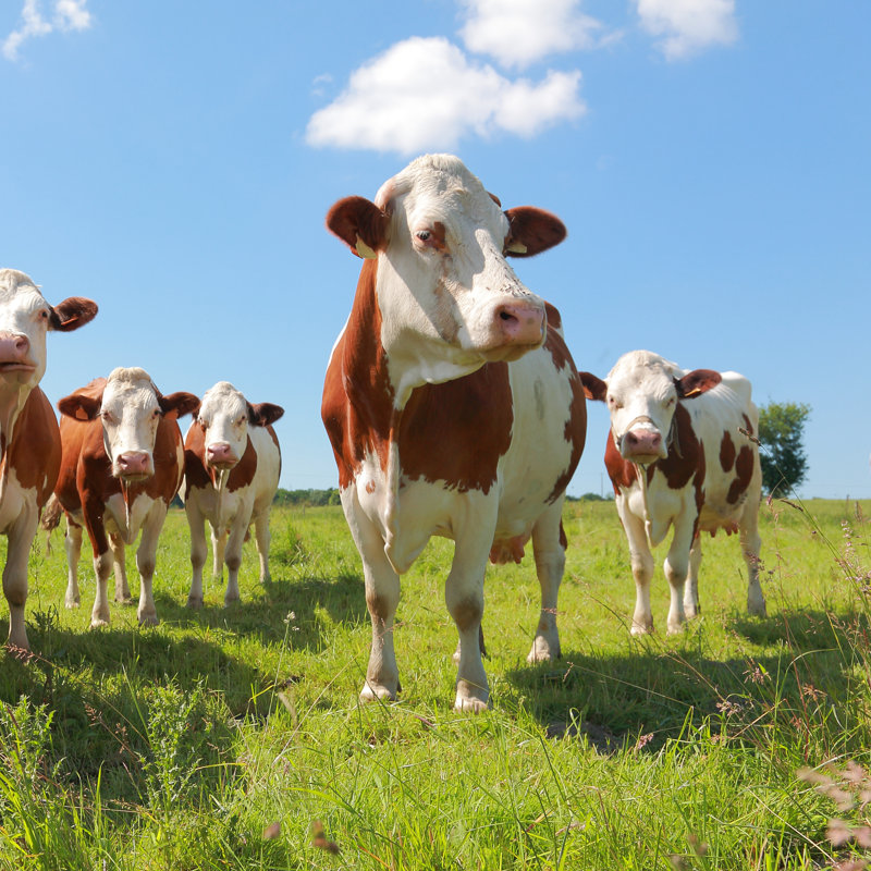Stevinson Montbeliarde Cows - Wrapped Canvas Print, 30cm H x 30cm W x 3.8cm D